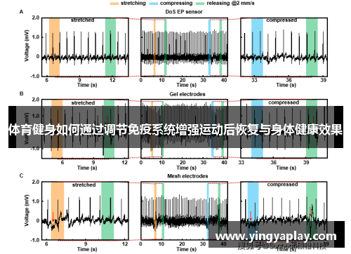 体育健身如何通过调节免疫系统增强运动后恢复与身体健康效果