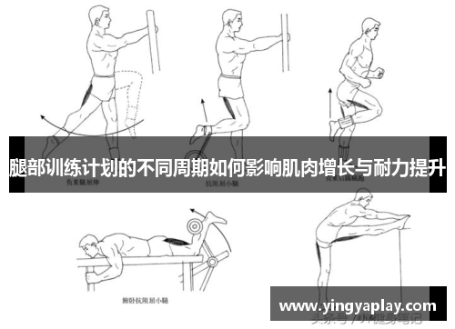 腿部训练计划的不同周期如何影响肌肉增长与耐力提升